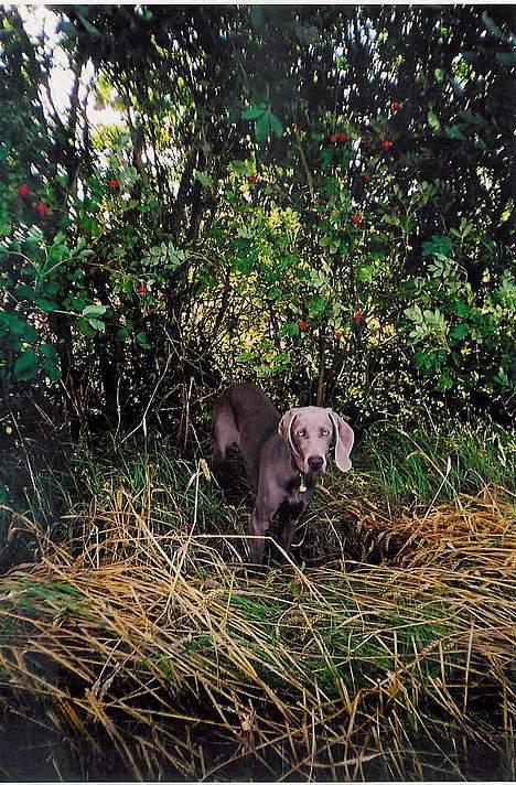 Weimaraner SIFKA - En tur i læbæltet, 8 mdr. gammel. billede 5