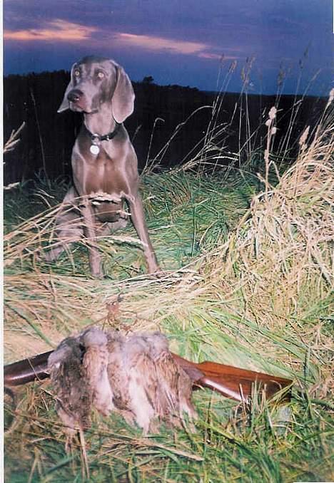 Weimaraner SIFKA - Hønsejagt i septemper. billede 6