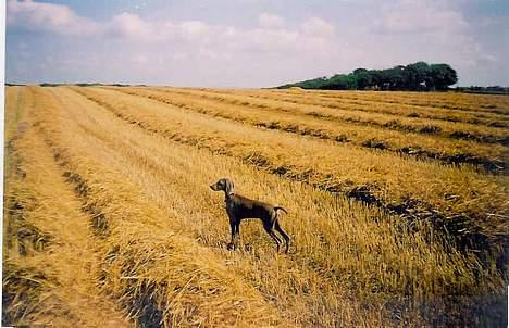 Weimaraner SIFKA - 6 mdr. gammel og på stupmarken for første gang. billede 7