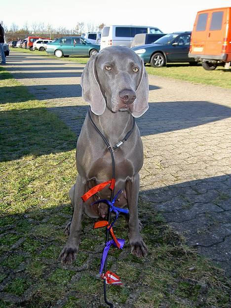 Weimaraner SIFKA - Nordisk vinderudstilling i Herning 6-11-2004. Resultat 1pr., cert., reserve CACIB, 2 BTK billede 8