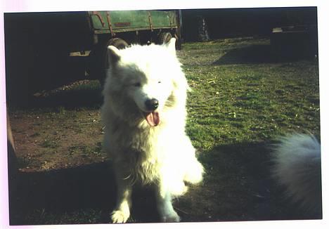 Samojedhund Freja (Dancing Duchess) billede 2