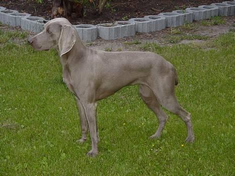 Weimaraner SIFKA - skal jeg nu stå stille igen.! billede 10