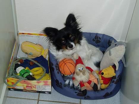 Papillon Alfi  *Død* - Alfi med hendes højt elskede legetøj ;-) billede 1