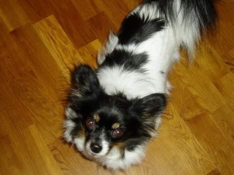 Papillon Alfi  *Død* - Hejsa ;-) billede 2