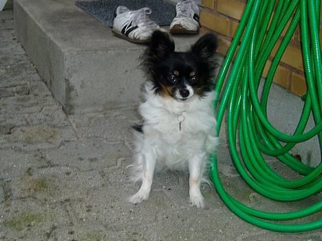 Papillon Alfi  *Død* billede 3