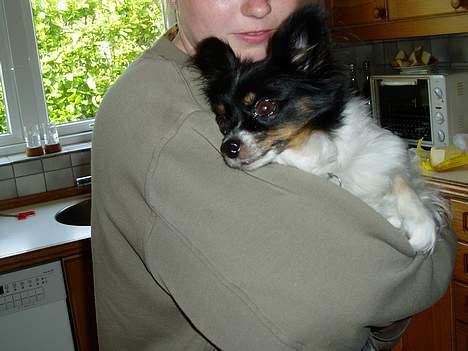 Papillon Alfi  *Død* billede 4