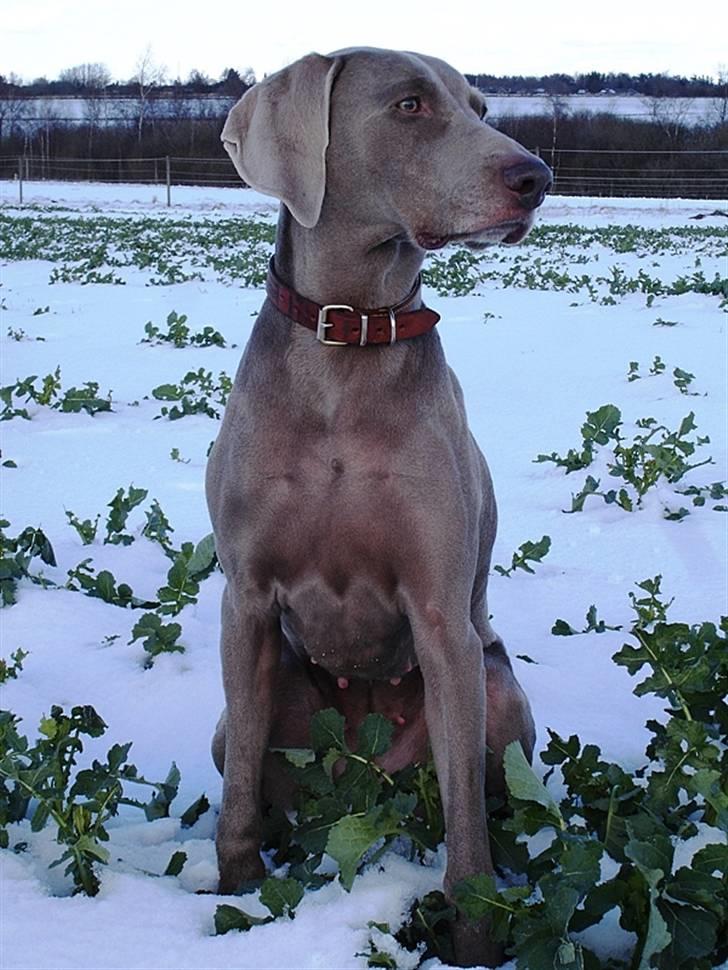 Weimaraner Kiwi - 2008 billede 7