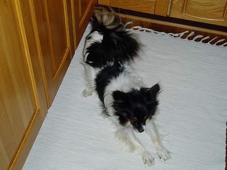 Papillon Alfi  *Død* - Skal lige strække sig ;-) billede 5