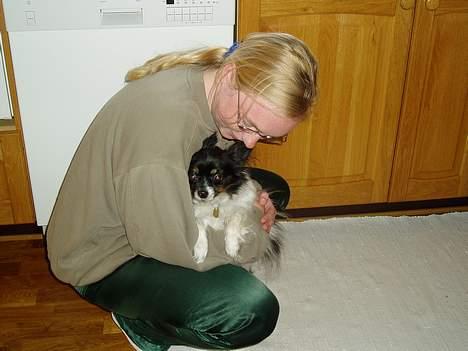 Papillon Alfi  *Død* - Lige et lille knus ;-) billede 6