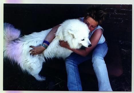 Samojedhund Windy billede 2