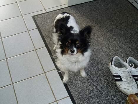 Papillon Alfi  *Død* - Sagde du noget...?  ;-) billede 7