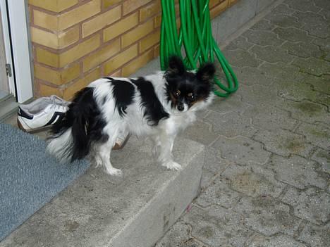 Papillon Alfi  *Død* billede 8