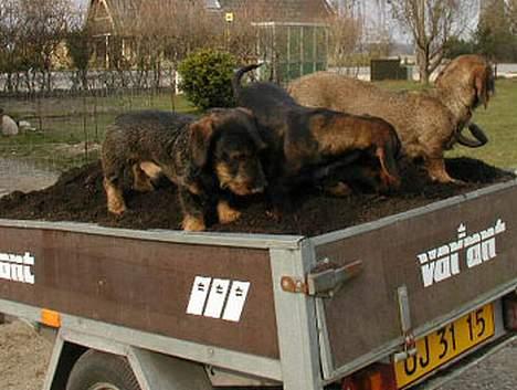 Gravhund Trold - Havearbejde sammen med Uni og Dominique billede 2