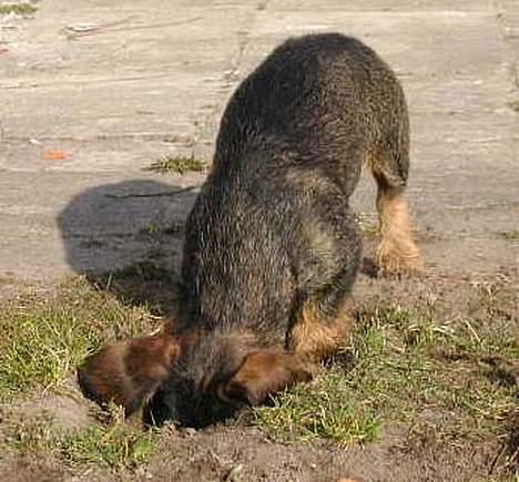 Gravhund Trold - Mere havearbejde billede 3