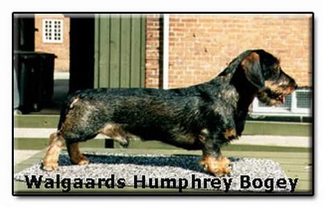 Gravhund Trold billede 4