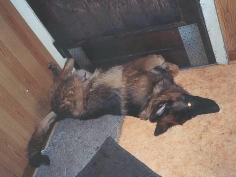 Schæferhund Buster *på de evige enge* - Sådan her ligger han altid når han er glad og tilfreds - for det meste når han lige har spist ;-) billede 5