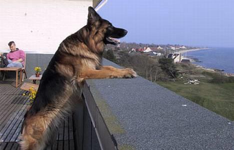 Schæferhund Samson - Ja - jeg er meget stor billede 3