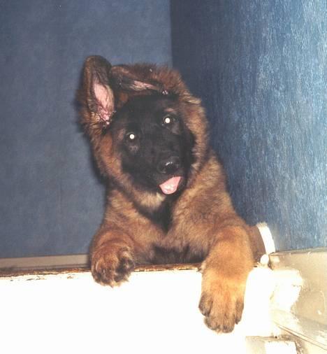 Schæferhund Buster *på de evige enge* - busterhvalp :-) billede 6