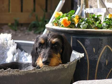Gravhund Truska - Truska nyder solen fra sin favorit hundekurv billede 1