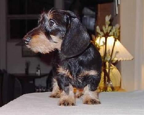 Gravhund Truska - Truska lige ankommet til Danmark fra Rusland 3 mdr gammel billede 2