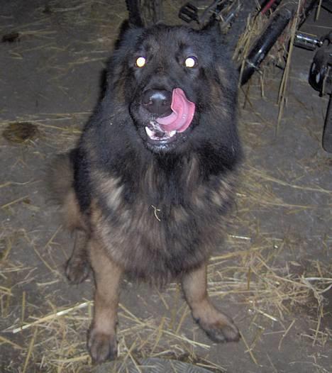 Schæferhund Buster *på de evige enge* - MMMM! Kan det der du har i hånden spises??? billede 7