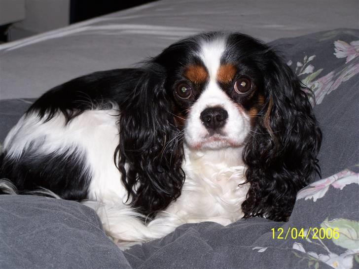 Cavalier king charles spaniel Birkedal's Mille billede 1