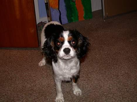 Cavalier king charles spaniel Birkedal's Mille billede 2
