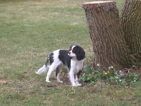 Cavalier king charles spaniel Birkedal's Mille billede 3