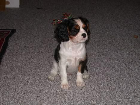 Cavalier king charles spaniel Birkedal's Mille billede 4
