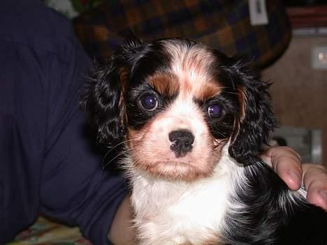 Cavalier king charles spaniel Birkedal's Mille billede 5