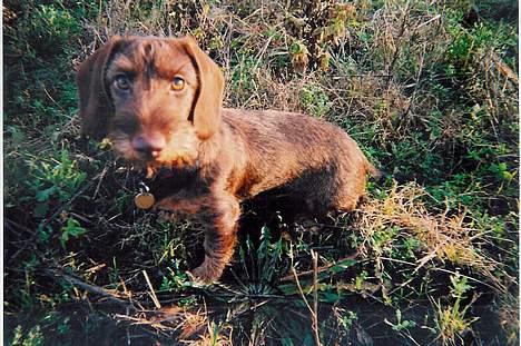 Gravhund A`tempos SVESKE - Go`dav ! billede 1