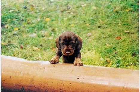 Gravhund A`tempos SVESKE - Uha, forhindringerne er store når man ikke er så gammel. billede 2