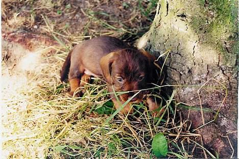 Gravhund A`tempos SVESKE - Jeg føler mig som palle alene i verden ! billede 3