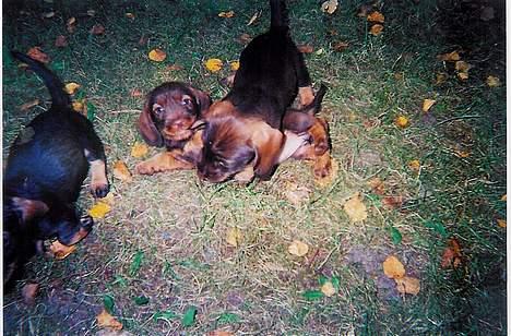 Gravhund A`tempos SVESKE - Kom her brormand og lad mig bide dig i øret !  billede 4