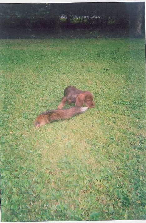 Gravhund A`tempos SVESKE - Aha, det er sådan en ræv lugter ! billede 5