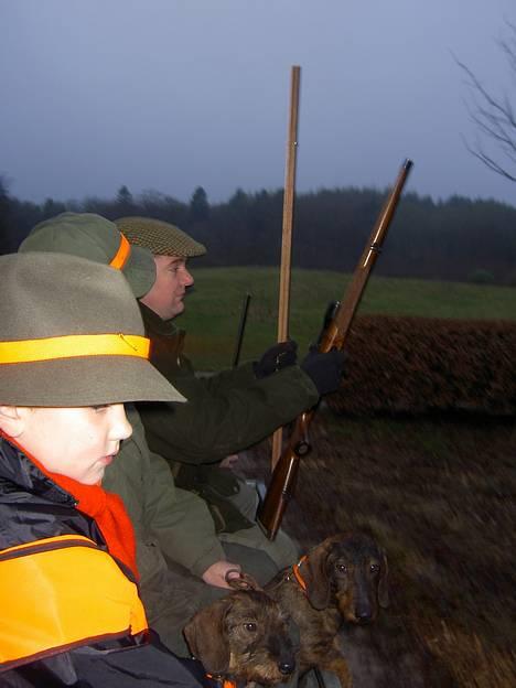 Gravhund A`tempos SVESKE - jagt med gravbasserne i Stagsted plantage 2004.  billede 6