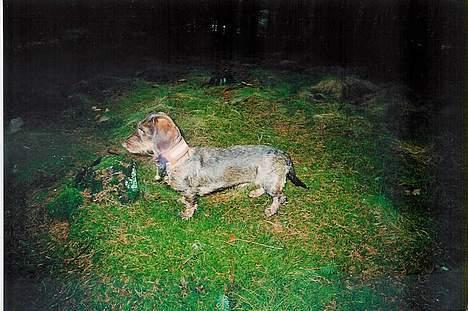 Gravhund A`tempos SVESKE - Så er det ved at være tid til, at jeg lære at gå på jagt. billede 7