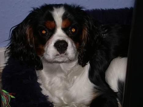 Cavalier king charles spaniel Birkedal's Mille billede 6