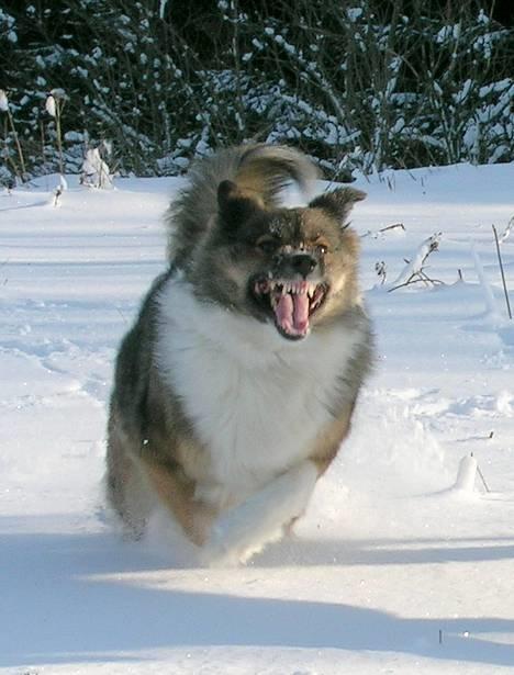 Islandsk fårehund Frøken Smilla - dræberhund! billede 14