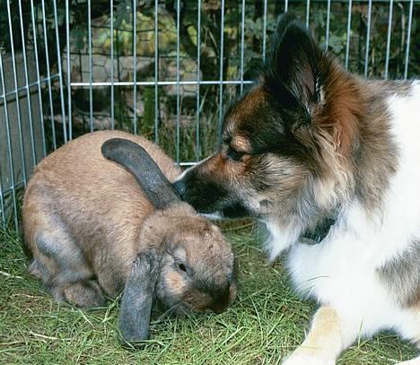 Islandsk fårehund Frøken Smilla - med kanin Nemo billede 7