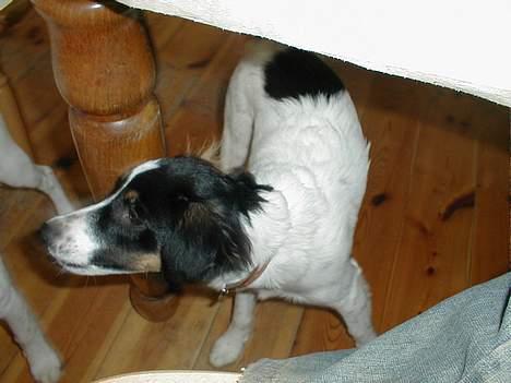 Dansk svensk gaardhund Sölja - Og under spisebordet.. :D billede 6