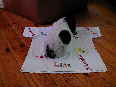 Dansk svensk gaardhund Sölja - Totaal Hygge.. :D billede 4