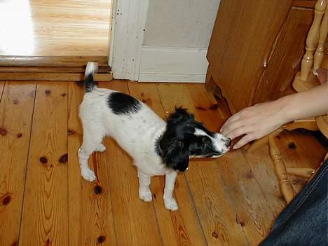 Dansk svensk gaardhund Sölja - Lille solle.. :D billede 5