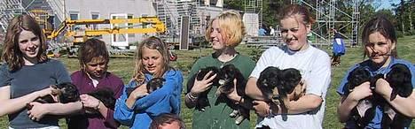 Schæferhund Samson - Jeg er rigtig god til at lave hvalpe på naboens hunde billede 4