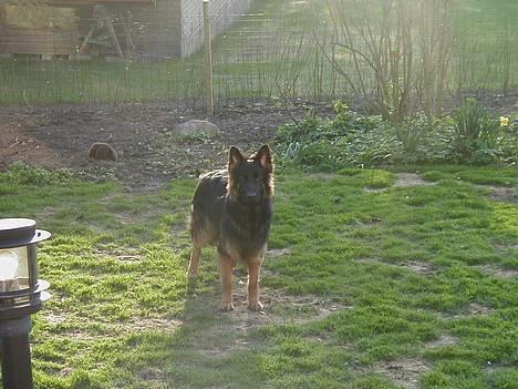 Schæferhund Langtoftens Gordon. R.I.P - Gordon som fuldvorksen... billede 1