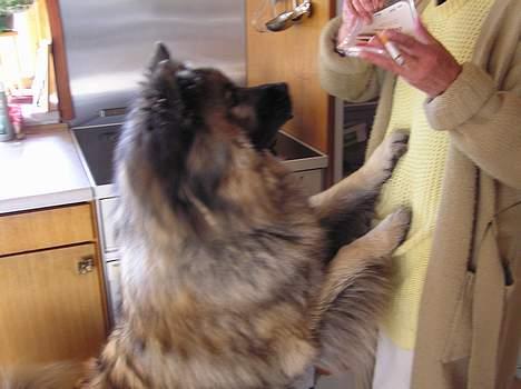 Eurasier  Navn:  Mabuh Euros Niko - får jeg et stykke ost???? billede 6