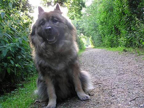 Eurasier  Navn:  Mabuh Euros Niko - gågå!!!!!!  billede 7