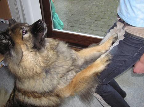 Eurasier  Navn:  Mabuh Euros Niko - ahh det r sååååå dejligt her ude!! billede 8