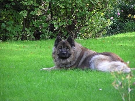 Eurasier  Navn:  Mabuh Euros Niko - mmmmm billede 9