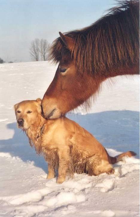 Golden retriever Nickie *Himmelhund* - Sia hvisker Nickie hemmeligheder i øret. 6. marts 05 billede 10